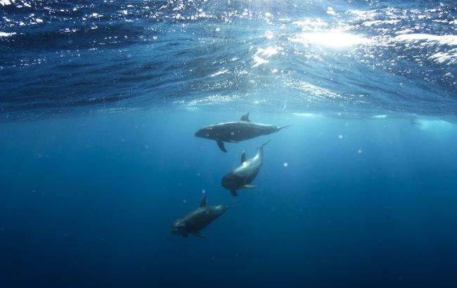 Дельфіни влаштували шоу в Залізному Порту: кидалися медузами і гналися за човном (відео)