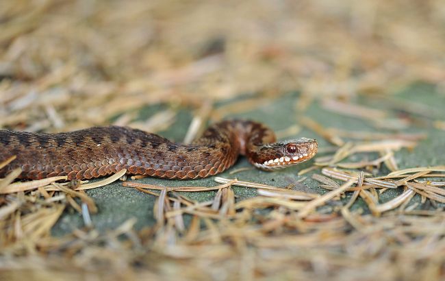 На Прикарпатті у школу заповзли гадюки: отруйних змій ловили вчителі та рятувальники