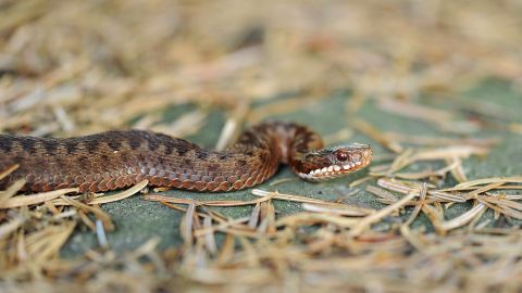 Під Дніпром в школу заповзла отруйна гадюка: дітей ледве врятували