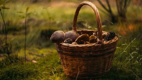 На Закарпатті стартував грибний сезон: люди вже знайшли гіганта (фото)