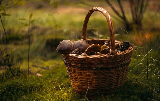 Сезон "тихого полювання" в Україні: найцікавіші факти про білі гриби