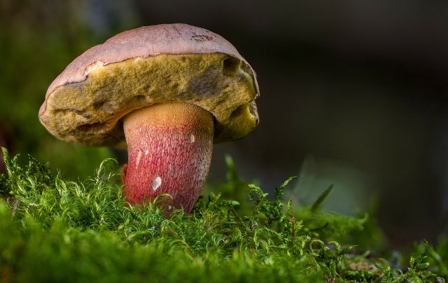 Ядовитые грибы маскируются под съедобные: что важно знать