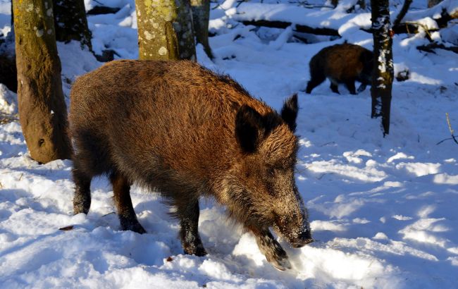 У Нацпарку під Києвом засікли сімейство диких тварин на прогулянці: кумедне відео