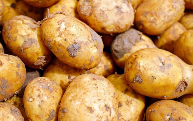 Украине грозит дефицит картофеля: продавать будут даже кормовые сорта