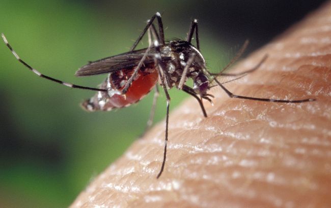Чому комарі "загризають" певних людей: про ці фактори ви не знали