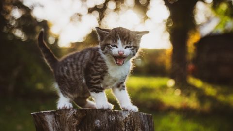 На Закарпатті дві дівчинки грали кошеням у футбол та знімали на відео: деталі скандалу