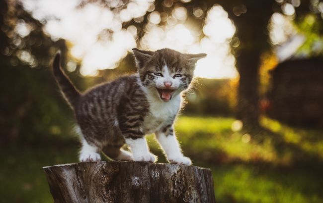 На Закарпатье две девочки играли котенком в футбол и снимали на видео: детали скандала