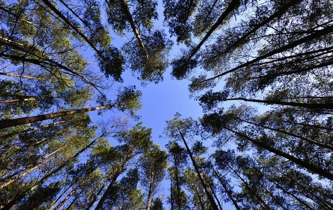 Через 40 лет Волынь и Полесье останутся без леса: не поможет даже высадка новых деревьев