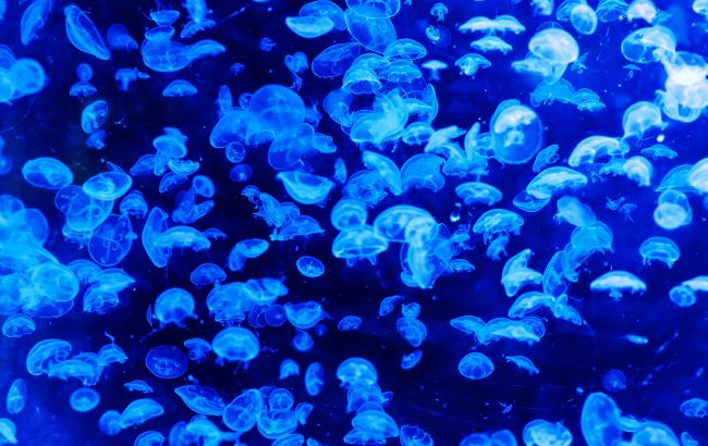 На популярных украинских курортах нашествие медуз: море ими просто кишит (видео)