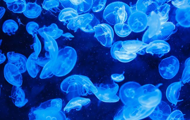 На популярному курорті весь берег укритий медузами: відео узбережжя