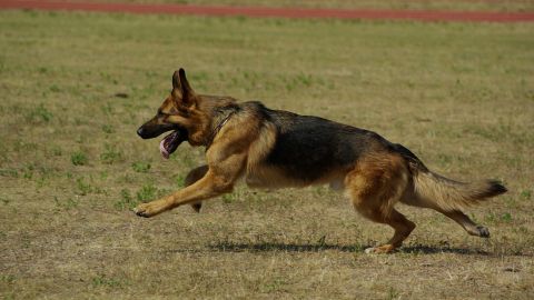 Украинец пытался задавить собаку, специально гоняясь за ней на авто