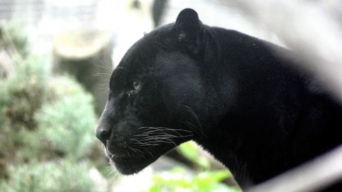 В зоопарке под Полтавой пантера напала на мужчину, он в больнице