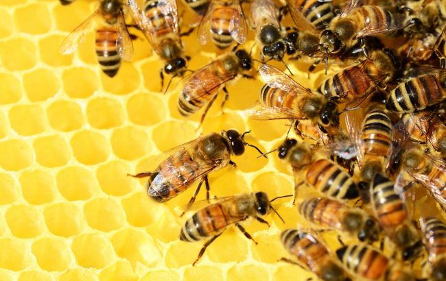 У світі масово гинуть бджоли: що буде, якщо медоносних комах не стане