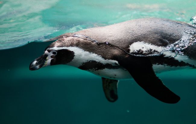 У черзі за морепродуктами: українські вчені показали приголомшливе фото пінгвінів в Антарктиді