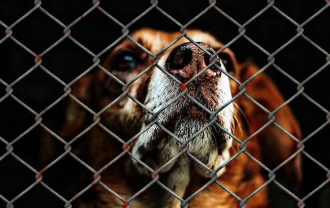 Під Івано-Франківськом затопило собачий притулок: зоозахисники просять про допомогу