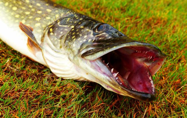 Українець упіймав гігантську щуку: фото "монстра"