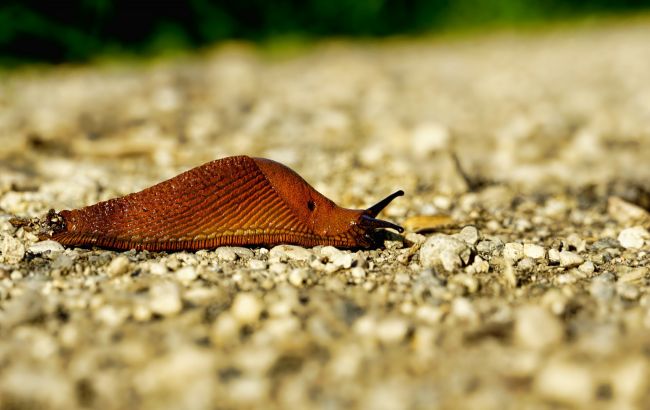 Под Львовом рыжие улитки атакуют местных жителей: лезут аж в дом (фото)