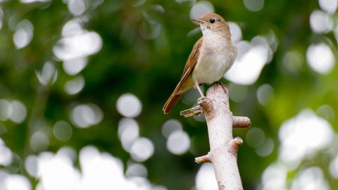 День Бориса та Гліба: що не можна робити сьогодні, головні прикмети