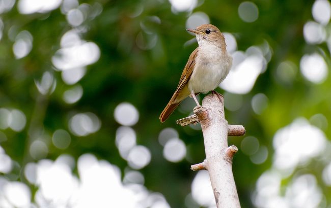 День Бориса и Глеба: что нельзя делать сегодня, главные приметы