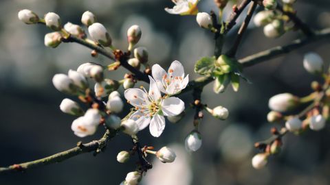 В Украину идет настоящая теплая весна: синоптики назвали дату
