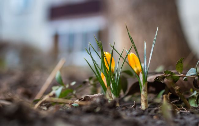 В Украину идет резкое потепление: в каких областях будет до +16 градусов