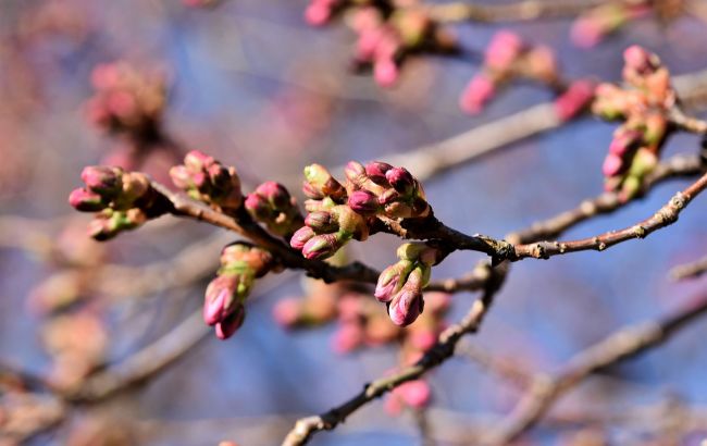 Погода в Украине будет бить рекорды: синоптики поделились свежим прогнозом