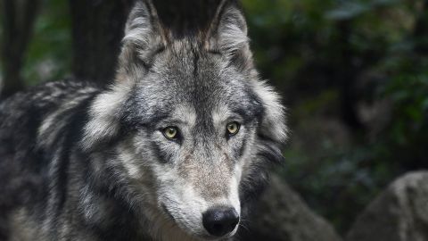 На Прикарпатті курортне селище атакують вовки (відео)