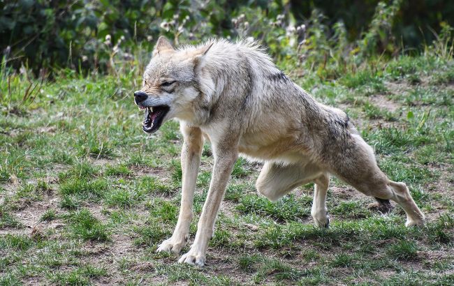 На оккупированном Донбассе волк утащил двухлетнюю девочку прямо со двора