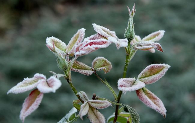 Заморозки, дожди и местами шквалы: прогноз погоды на сегодня