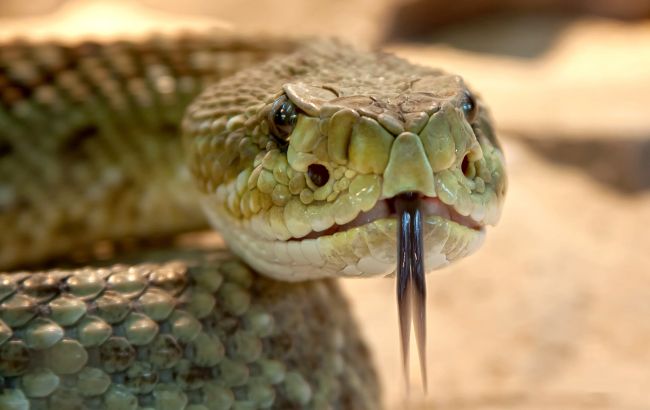 У Полтаві змія вкусила дитину на вулиці: що робити в таких ситуаціях