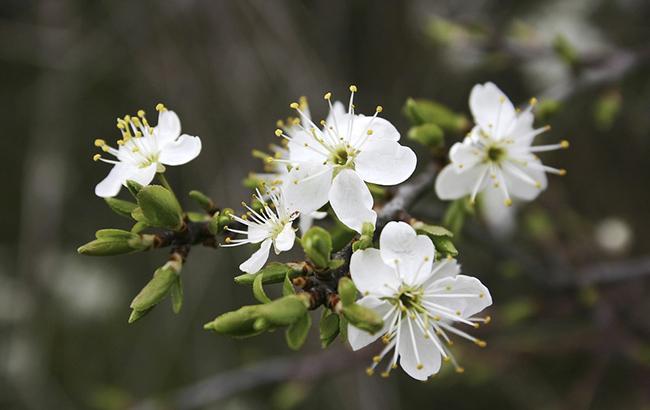 Погода на сегодня: в Украине преимущественно без осадков, температура до +24