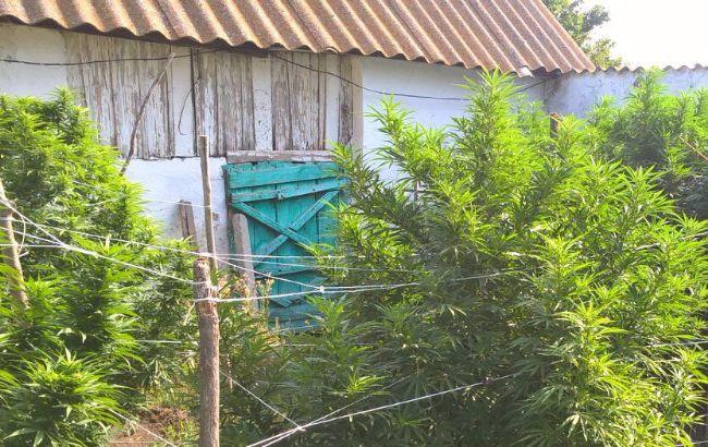 В Херсонской области правоохранители обнаружили плантацию конопли на 1 млн гривен