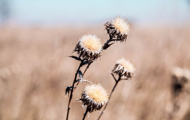 В Украину идет "сезон засухи": где будет самая жаркая погода