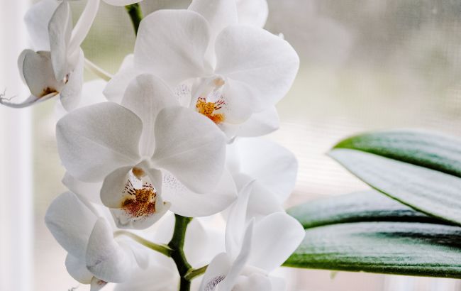 Как правильно подкармливать орхидею, чтобы ее не погубить