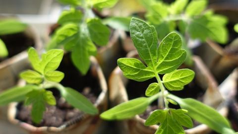 Посевной календарь на апрель 2020: когда строго запрещено сажать и сеять