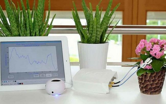 Швейцарские ученые задумались над "переводчиком" с языка растений