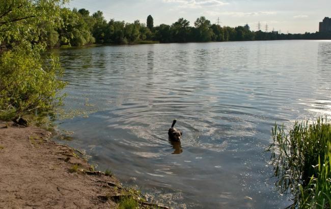 В Україні зафіксовано спалах лептоспірозу