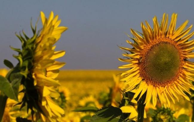 Урожай подсолнечника в Украине в прошлом году сократился до более 10 млн тонн