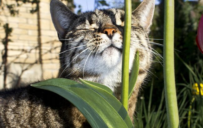 Погода на сьогодні: на більшій частині України без опадів, температура до +36