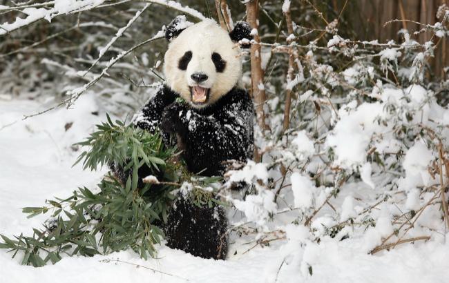 Погода на завтра: в Украине ожидается снег, температура до -12