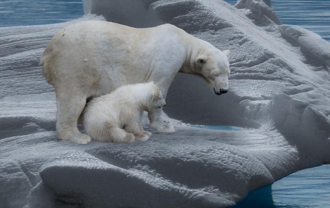 В зоопарке показали момент рождения белого медвежонка (видео)