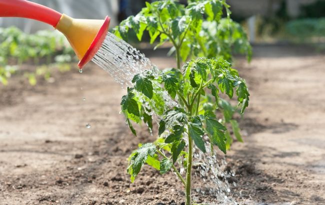 Названо найкращий спосіб посадки помідорів у відкритий ґрунт