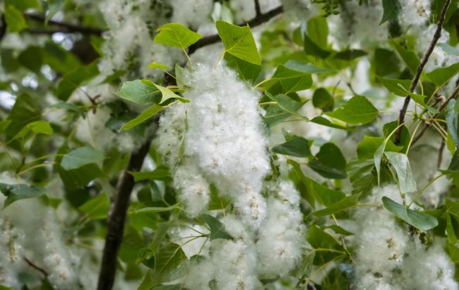 Пух в квартире даже с закрытыми окнами? Вот почему так и что делать