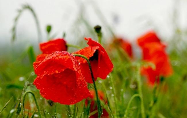 Потеплішає: синоптики дали прогноз погоди на 19 липня