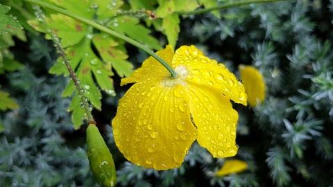 Готуйте зонт: синоптики дали сумний прогноз на вихідні