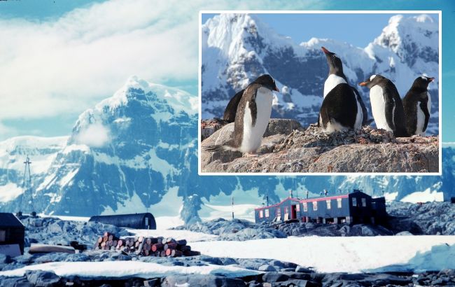 Чотири жінки поїдуть в Антарктиду рахувати пінгвінів і продавати сувеніри