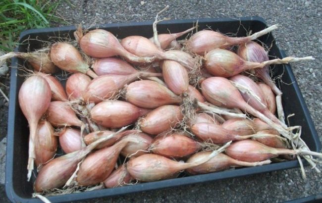 Сімейна цибуля-шалот: як посадити восени, щоб навесні зібрати ранній і рясний урожай