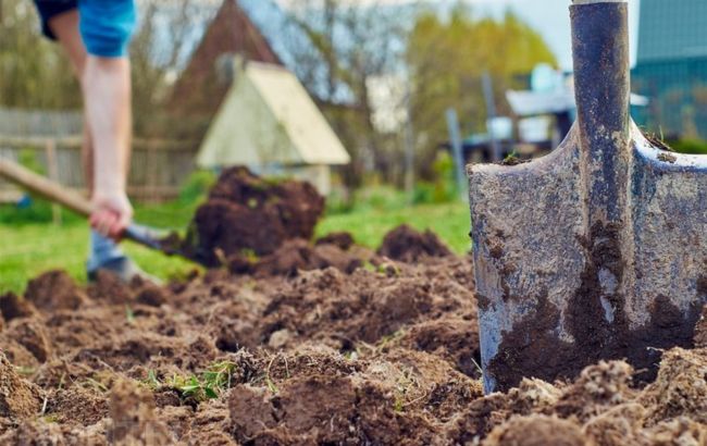 Что нужно посеять в ноябре на огороде, чтобы получить щедрый урожай