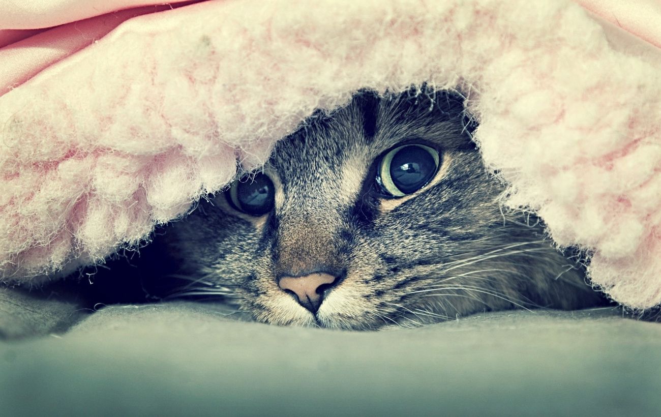 Почему кошки прячутся в доме | РБК Украина