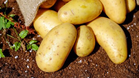 Травневі заморозки негативно позначаться на головному українському продукті